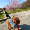 春🌸桜満開🌸お散歩日和🍀日向ぼっこもいいよ。