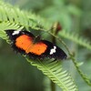 キアネハレギチョウ(Leopard Lacewing)