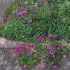 芝桜とカタバミ ～つくば市とその周辺の風景写真案内（１０３９） 