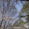 ４．１．（火・晴れ）新年度相場。今日から８％。野川桜満開。浅間ジョグ。灯油。