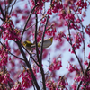 寒緋桜とメジロ