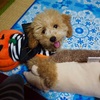 ねるちゃん🐶ハロウィンver.🎃👻