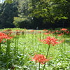 都築中央公園つづき。