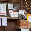 関西あたりのねこさん