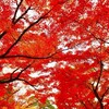 紅葉と山茶花の季節になった。