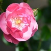 薔薇の香りのお話 3 ・・・`アンジェラ'