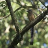 ボルネオシラガオナガ(Bornean Treepie)再び