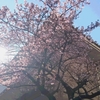  桜2