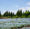 くじゅう花公園でネモフィラ満喫【湯布院旅行】