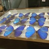 butterfly museum 