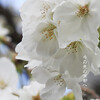 満足稲荷神社の早咲き桜