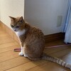 沢山の歌をうたう