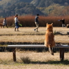 待てるなら待ってみよう