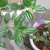 ノボタンの鉢にアリ