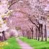 富山県「お花見キャンプ」ができるキャンプ場ベスト５！