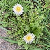シロバナタンポポの春の花