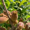 可笑しな形の木の実を発見
