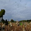 鳥展と天ぷら