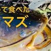 「初めて食べたナマズ」