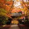 紅葉の御本山参拝ツアー好評です。ホッ・・・・