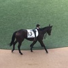 中山競馬6R メイクデビュー パドック直前予想 ◎5 リーガルバトル