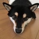 気分屋な柴犬の足跡