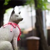 久しぶりに赤坂氷川神社。