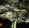 三溪園の夜桜