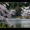 安曇野　【花吹雪】　中綱湖の桜　白馬