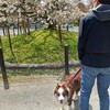 大原野神社