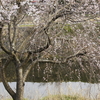 土手の枝垂れ桜