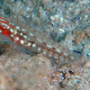  No.119 キンホシイソハゼ (Eviota storthynx) 