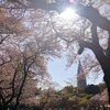 新宿御苑の桜の開花状況は？混雑する時間はいつ？