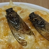 冷静に考えたらエビってキモくね？代わりにセミでグラタン作ってみた！【映える昆虫食】