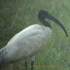 Black-headed Ibis クロトキ (インドの鳥その102)