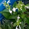 暑くても頑張っている花々