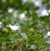 tochikoな四国　笑顔の花咲く