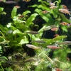 シザーステールラスボラ Rasbora trilineata