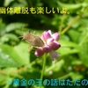 あなたの知らない黄金球の話、そして今日は明晰夢と幽体離脱の謎に迫っちゃうぞ