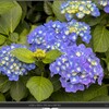 Kiss M/M2で花を撮る（９）