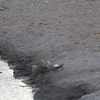 ケープハシビロガモ Cape Shoveler