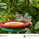 石川県ふれあい昆虫館「チョウの園」