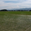 のどかな田園風景  6月18日