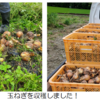 玉ねぎ2回目収穫！