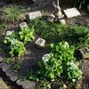 ハーデンベルギアに蕾★ダグリ岬遊園地とルーピン畑