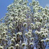   今は飛べるよ　まだ飛べるよ　どこまで？