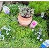 丈夫で育てやすいPWブランド苗への植えかえ