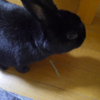 うさぎの時間、人間の時間