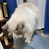 今朝はとても早起きしたふくちゃん