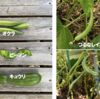 庭で夏野菜 82　【オクラ、ピーマン、キュウリ】